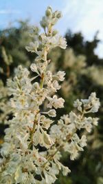 Close-up of white flowers blooming in park