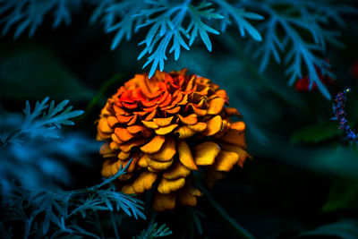 Close-up of red flower