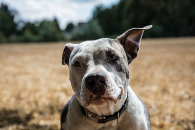 Close-up portrait of a dog on field