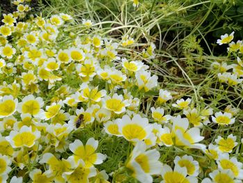 Close-up of yellow crocus flowers blooming on field