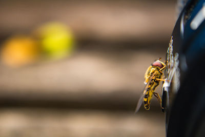 Close-up of hand holding a horse