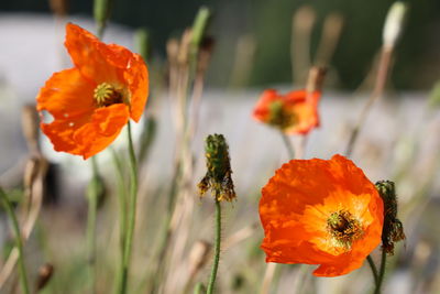 Close-up of orange poppy flowers