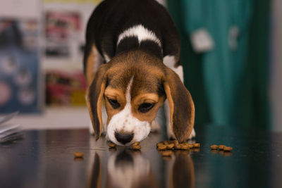 Beagle puppy on the consult table at the veterinary clinic