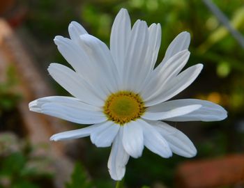 Close-up of white flower