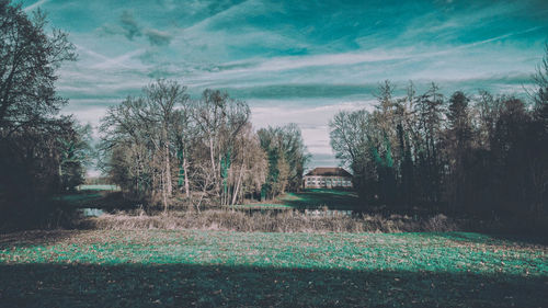 Trees on field against sky