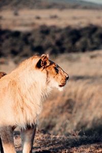 Lion in wild kenya