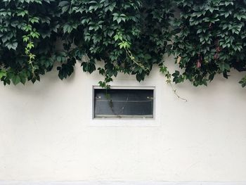 Small window below creepers on wall