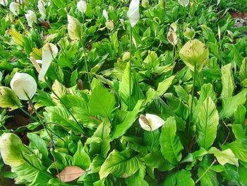 Close-up of fresh green plants