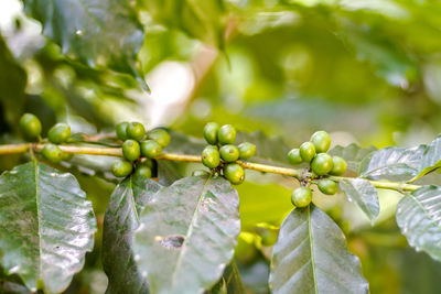 Close-up of raindrops on leaves