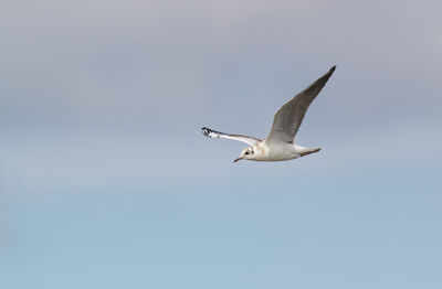 Low angle view of seagull flying