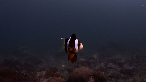 Fish swimming in sea