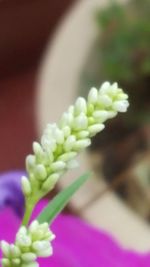 Close-up of flower