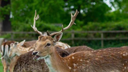Close up head shot portrait of fallow deer with velvet covered antlers