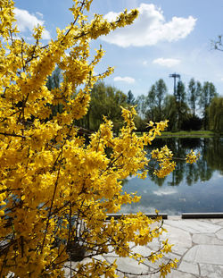 Close-up of yellow flower tree against sky