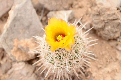 Close-up of yellow cactus flower