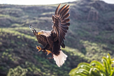 Close-up of eagle flying against mountain
