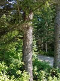 Trees in forest