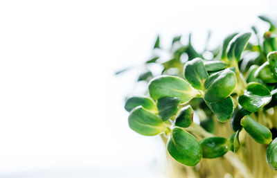 Close-up of plant against white background