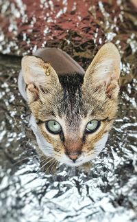 High angle portrait of cat outdoors