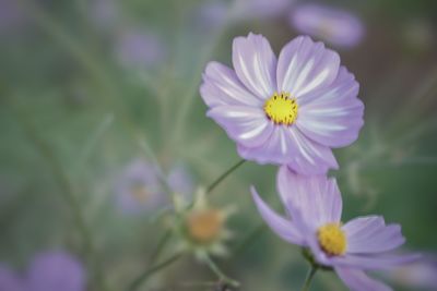 Close-up of purple flowering plant