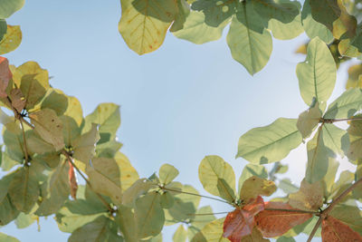 Low angle view of leaves against clear sky