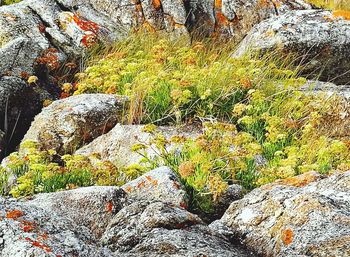 Moss growing on rock in forest