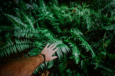 Close-up of hand holding fern tree