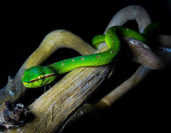 Close-up of lizard on wood against black background