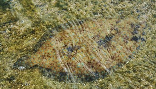 High angle view of lizard