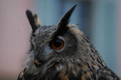 Close-up of owl