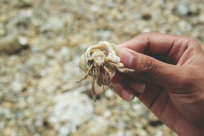 Close-up of cropped hand holding plant