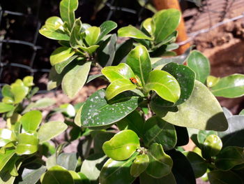 Close-up of wet plant leaves