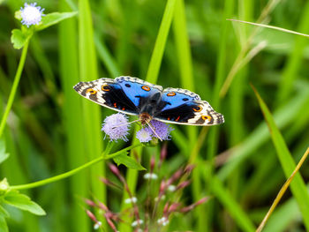 Close-up of butterfly pollinating on flower