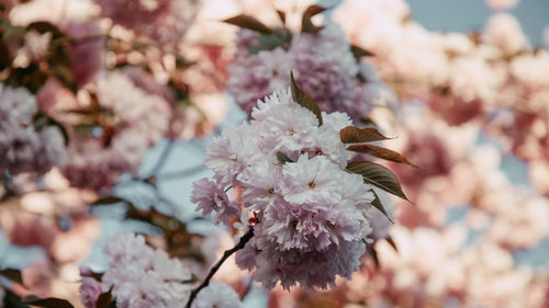 Close-up of cherry blossom