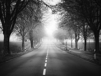 View of trees on road