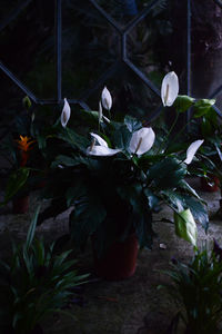 Close-up of flowers blooming outdoors