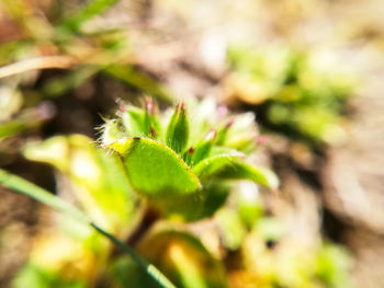 Close-up of plant growing on field