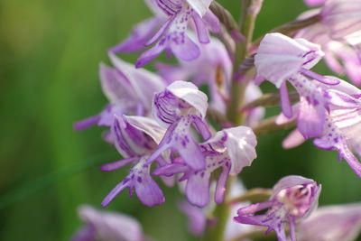 Close-up of purple flowering plant