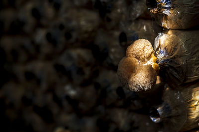 Close-up of mushrooms