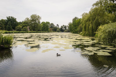 View of ducks swimming in lake