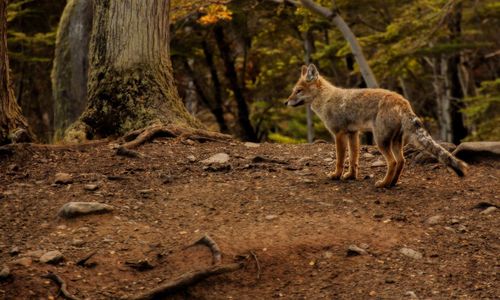 Fox in a forest