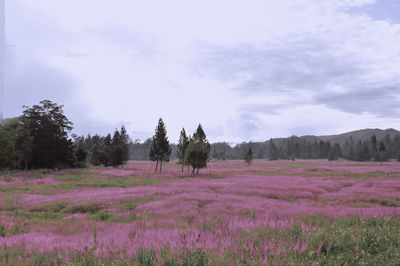 Scenic view of field against sky