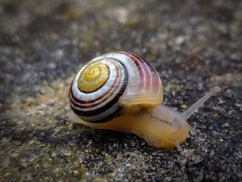 Close-up of snail