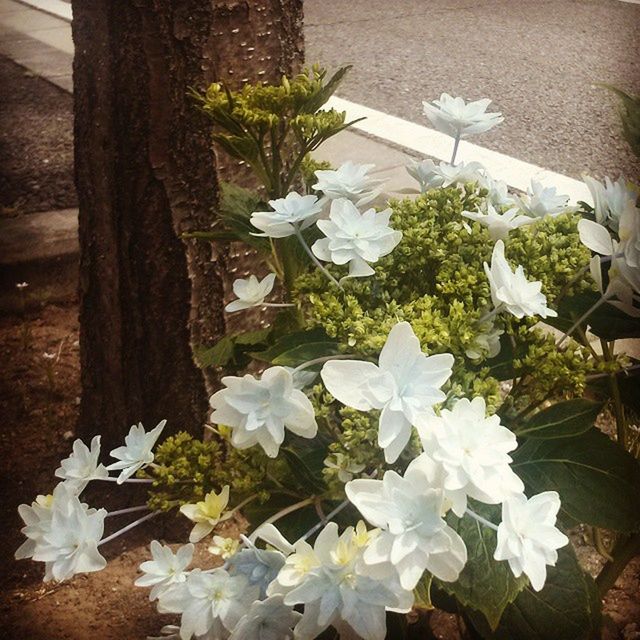 flower, white color, petal, freshness, growth, fragility, plant, leaf, flower head, high angle view, nature, beauty in nature, blooming, white, potted plant, day, no people, outdoors, close-up, in bloom