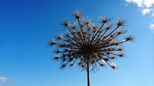 Low angle view of plant against blue sky