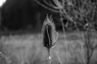 Close-up of dried plant on field