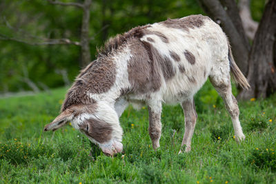 Full length of a sheep grazing in a field