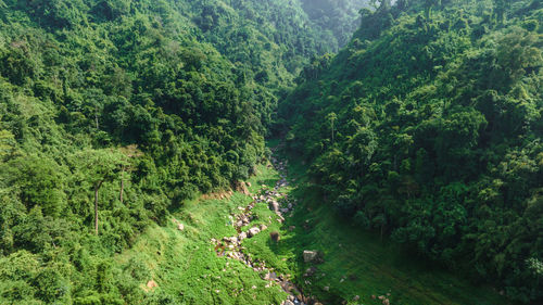 High angle view of trees in forest