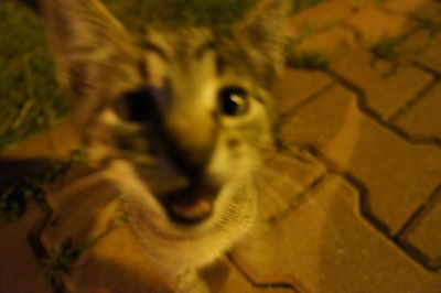 Close-up portrait of a cat