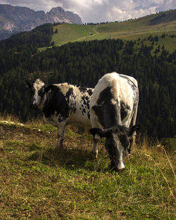 Cows in a field